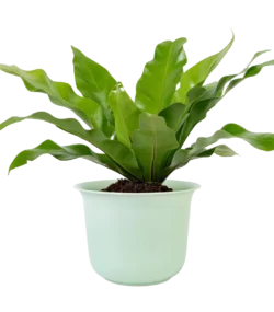 Aglonema - Image 4