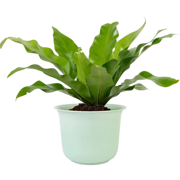 Aglonema - Image 4