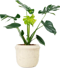 Aglonema - Image 3