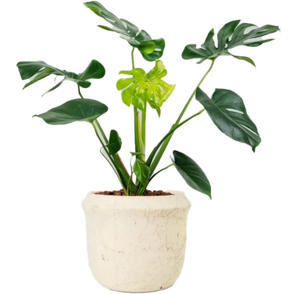 Aglonema - Image 3