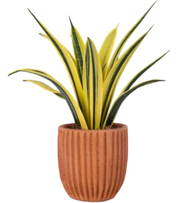 Aglonema - Image 2