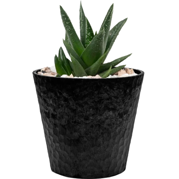 Jade Plant Mini