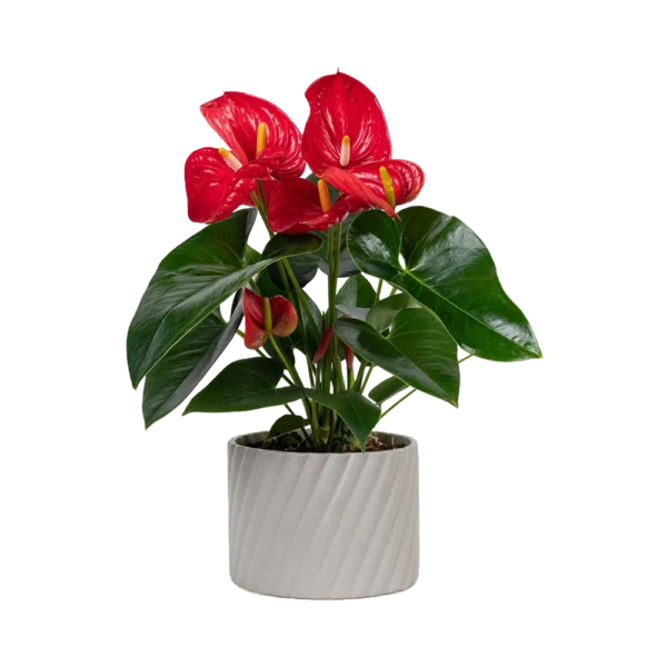 Anthurium Red Plant