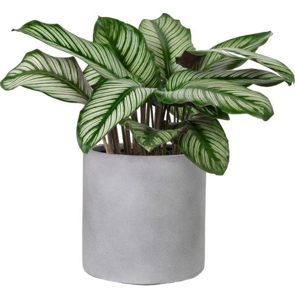 Calathea Sanderiana