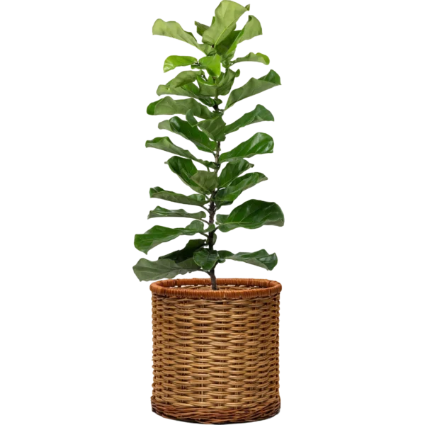 ZZ Plant