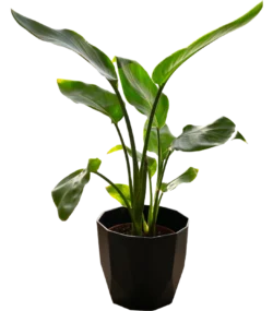 Ficus Lyrata Plant - Image 5