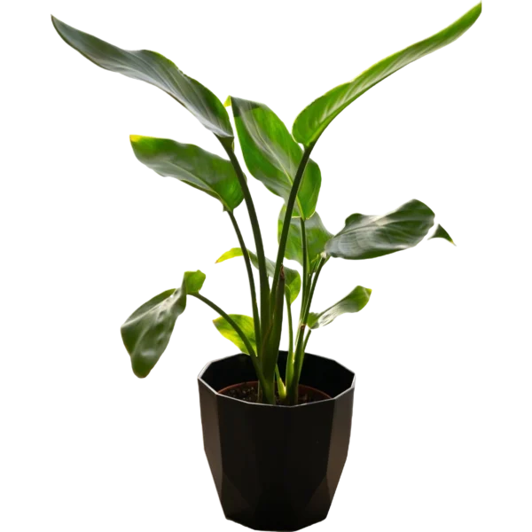 Ficus Lyrata Plant - Image 5