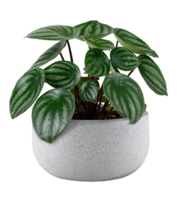 Ficus Lyrata Plant - Image 2