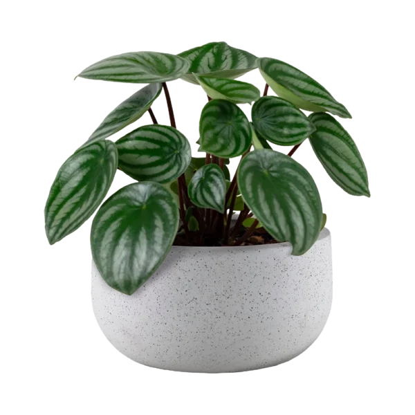Ficus Lyrata Plant - Image 2