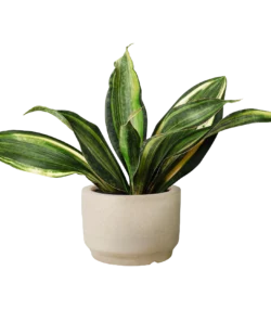 Ficus Lyrata Plant - Image 3