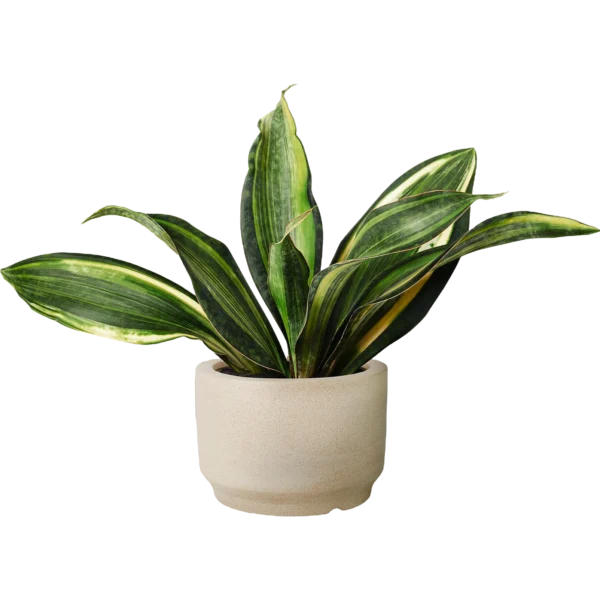 Snake Plant